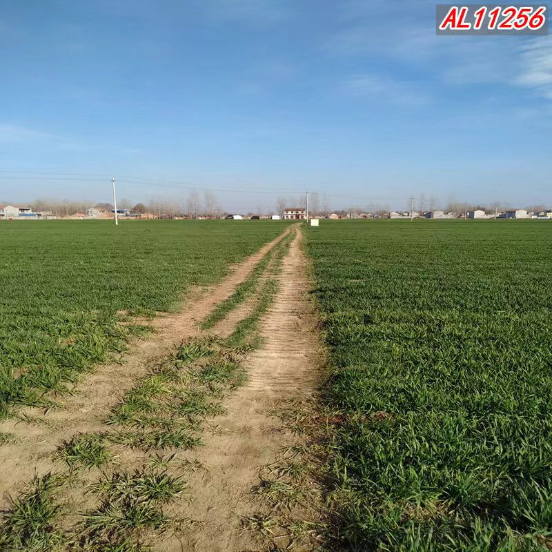 【宋今今妈手稿】新款春季公园外景直播背景布公园风景背景布图案