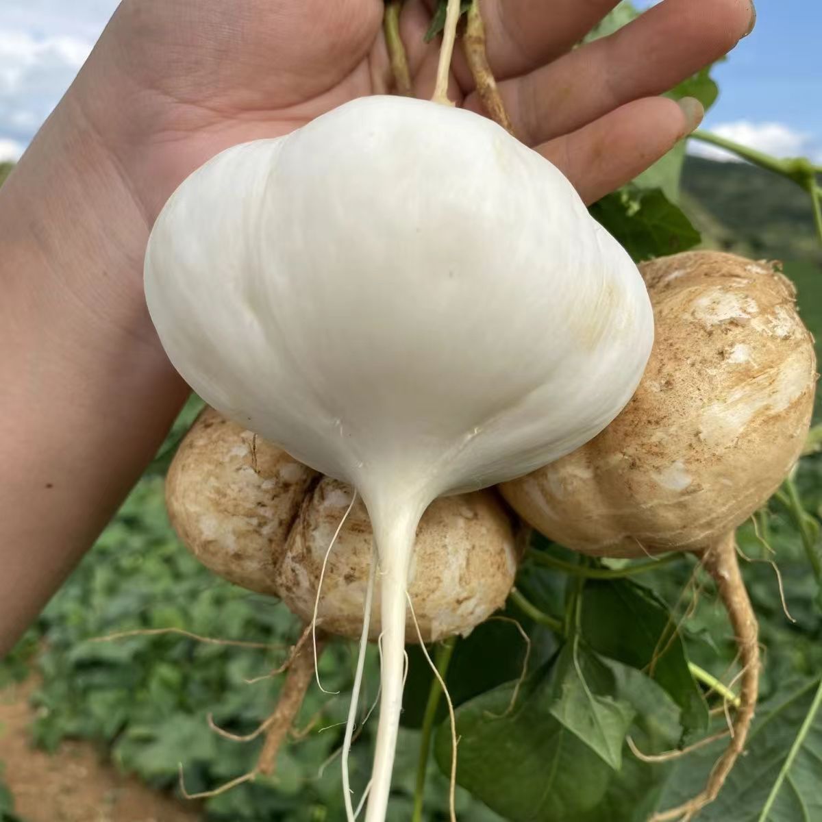 清脆多汁贵州安顺地萝卜凉薯新鲜现挖现发坏果新鲜蔬菜水果