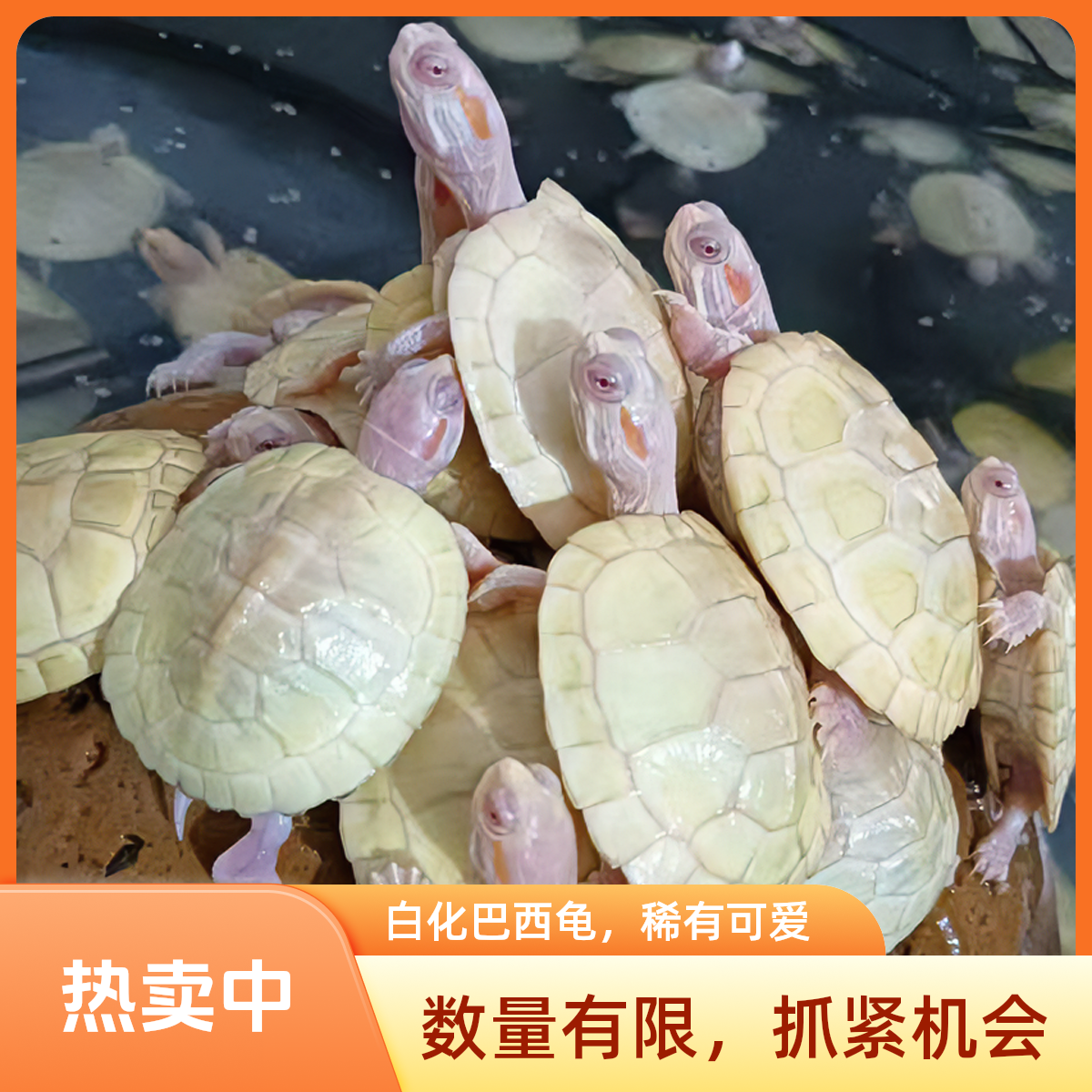 白化巴西龟活体宠物龟