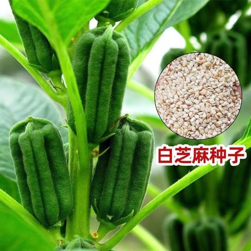 白芝麻种子节节高芝麻种子中早熟榨油四季白芝麻籽高油种籽芝麻