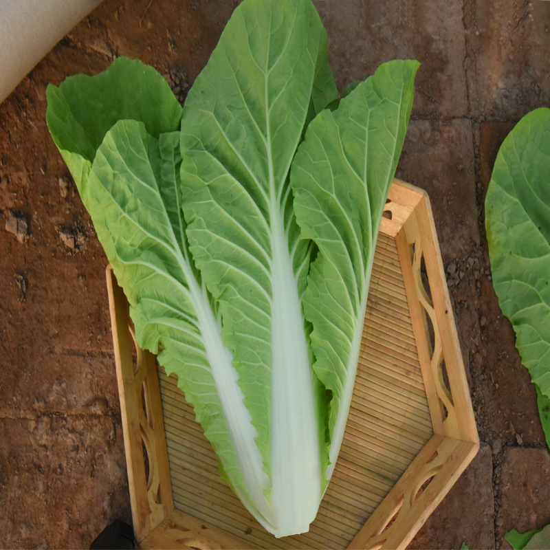 速生奶油小白菜种子四季易种 蔬菜种子阳台盆栽庭院种菜籽 蔬菜籽