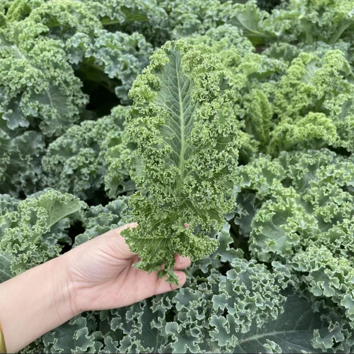 羽衣甘蓝种子种籽秋冬蔬菜种子盆栽地栽食用蔬菜优质种子种植简单