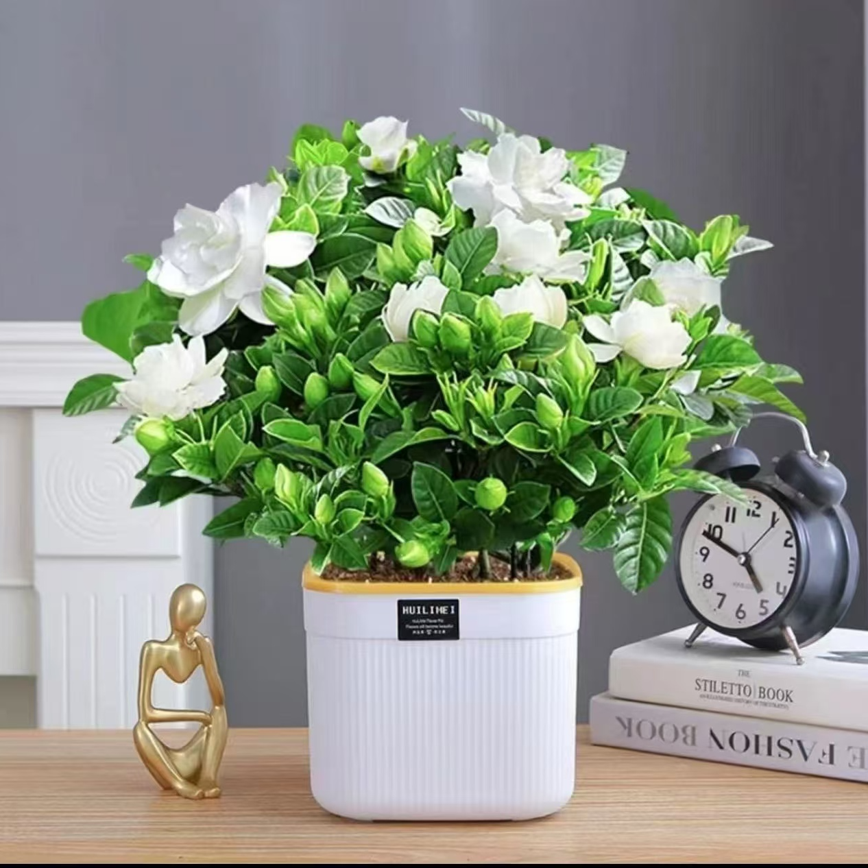 大叶栀子花盆栽浓香型开花芳香幼苗花卉办公室阳台庭院花卉绿植物