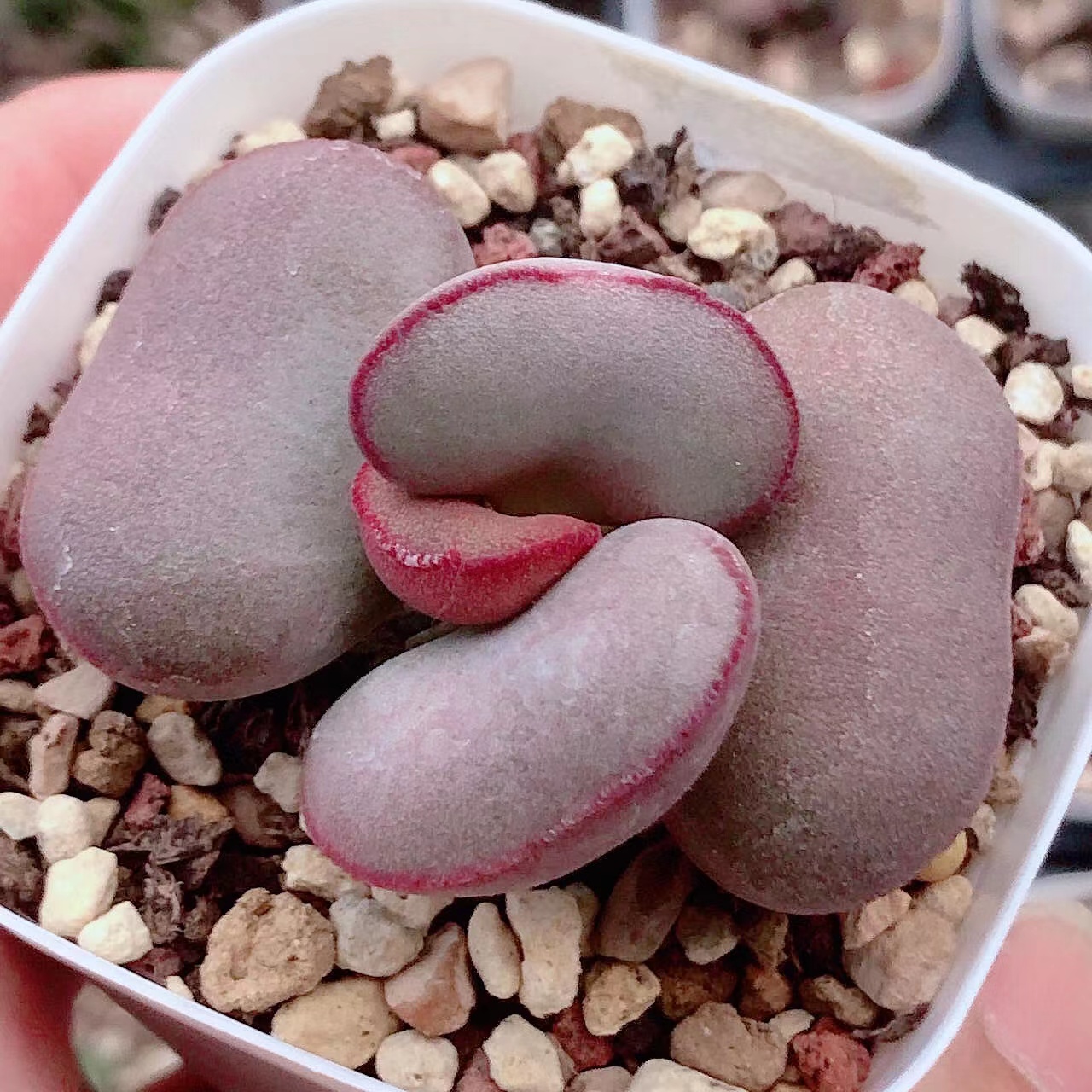 水泡多肉直播链接，限直播购买，满28包邮非偏远，300包顺丰