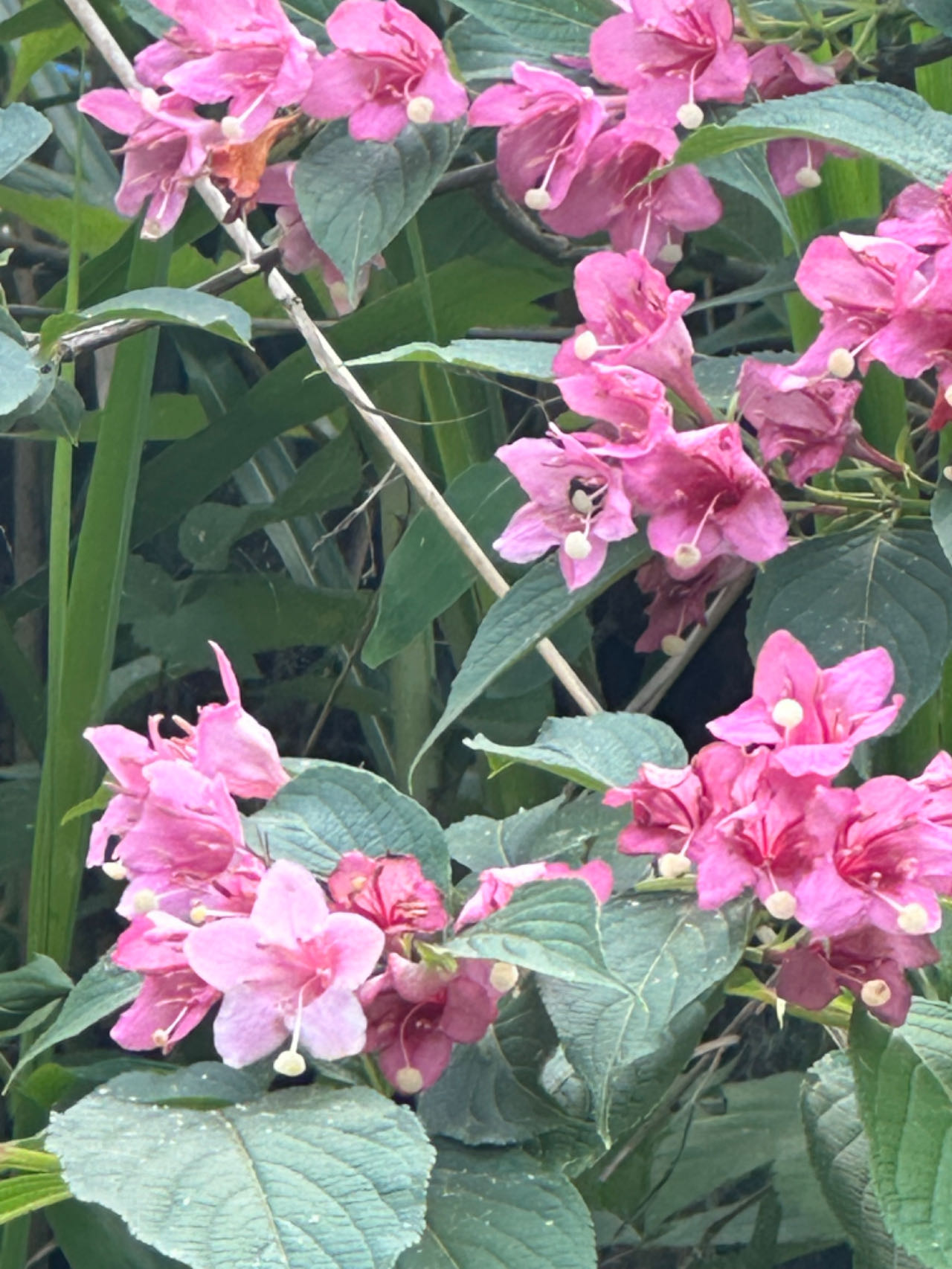 映山红鹿角杜鹃五彩锦带盆景素材