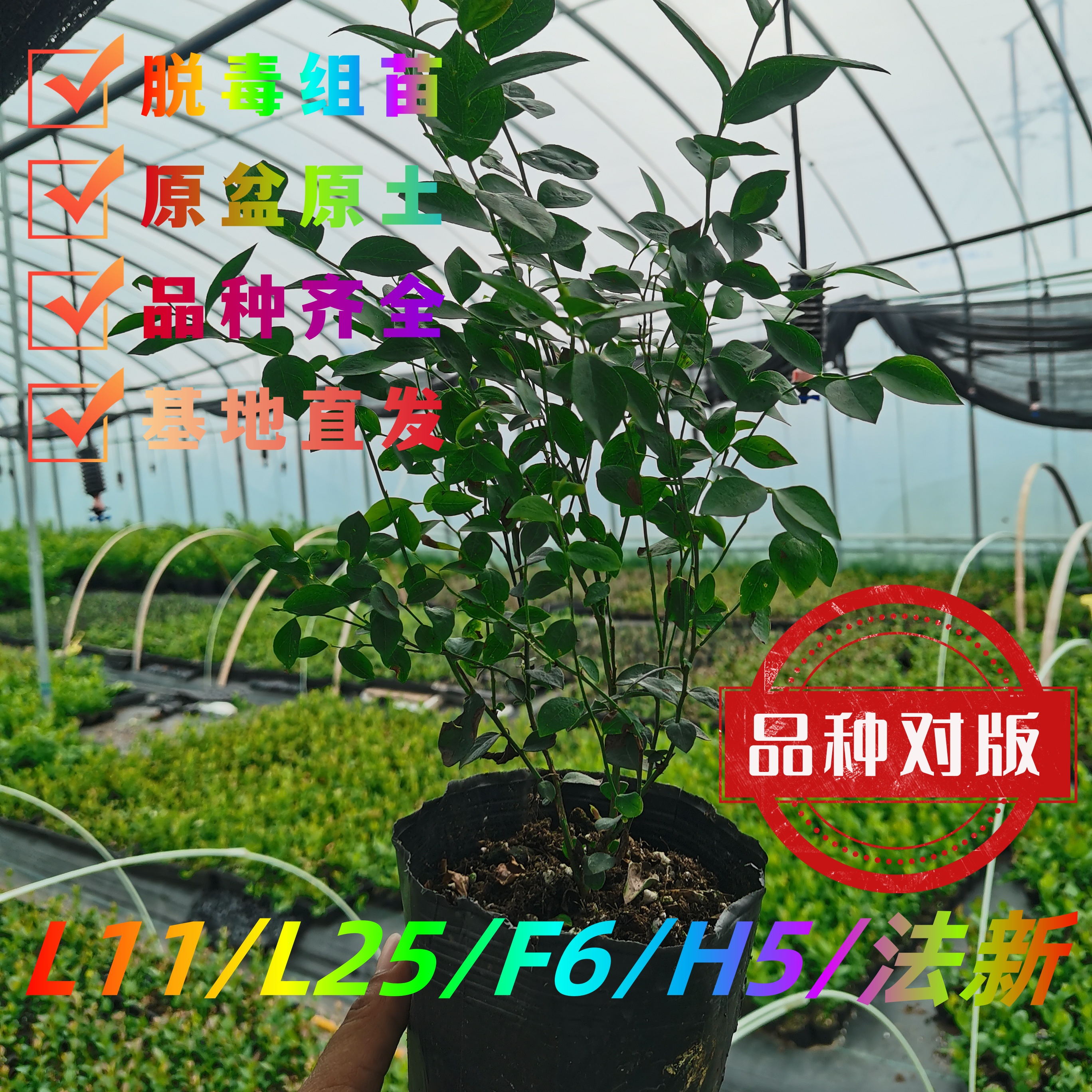 原盆原土小杯营养钵苗L11 25(花香）F6 H5 法新奥尼尔阳台小院种植