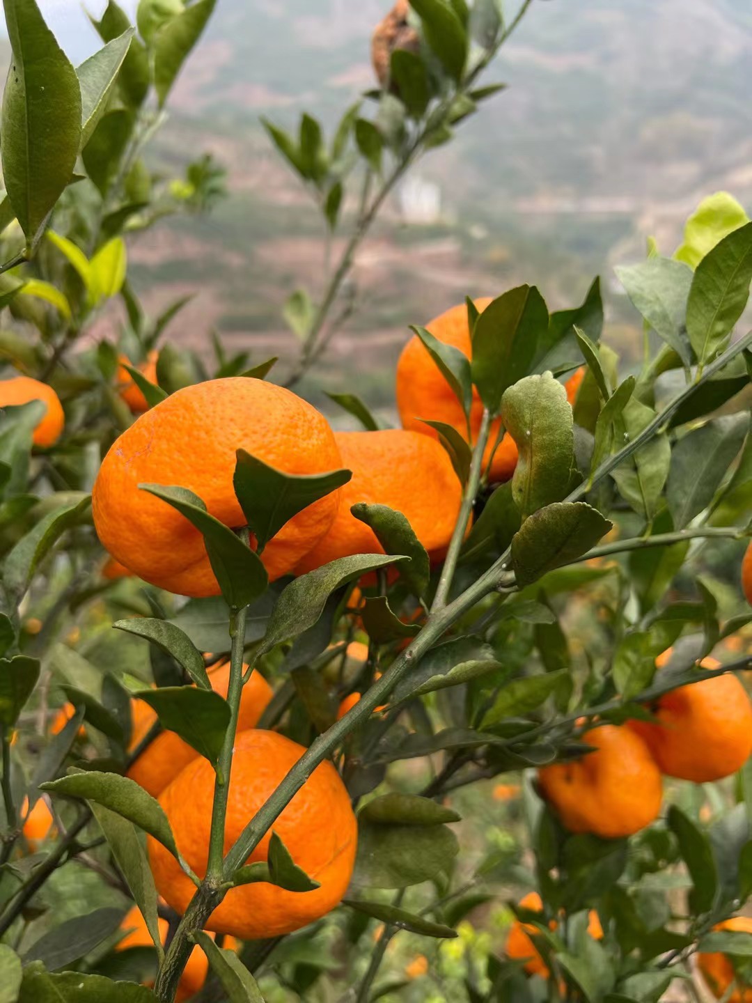 贵州毕节大河口南蜂蜜桔