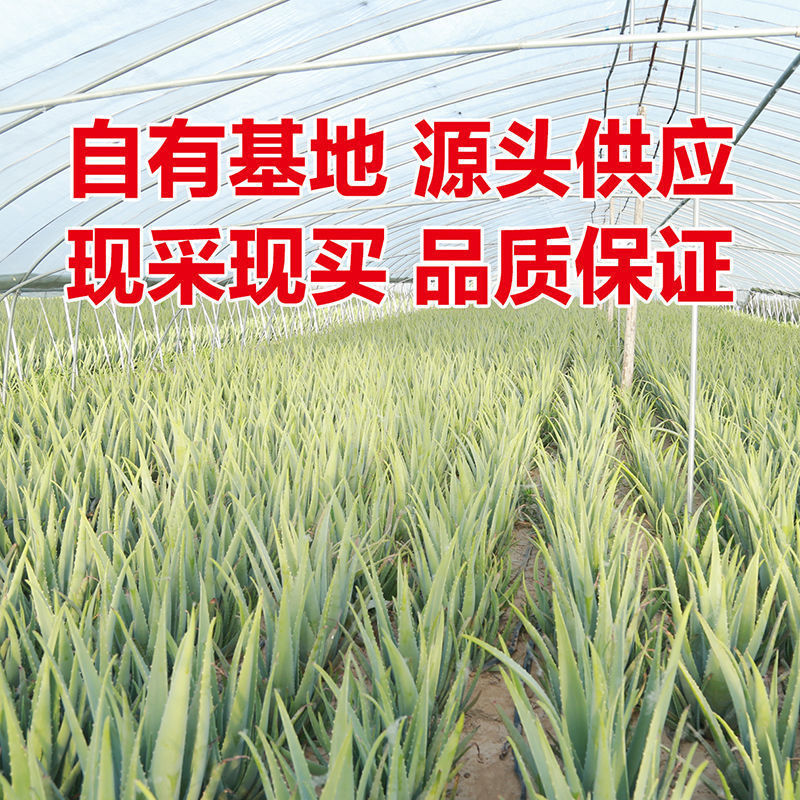 美国库拉索芦荟苗美容院芦荟灌肤专用绿植盆栽食用室内鲜芦荟植物