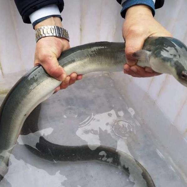 优质鳗鱼白鳝大规格活体淡水鱼塘水库养殖包邮发货