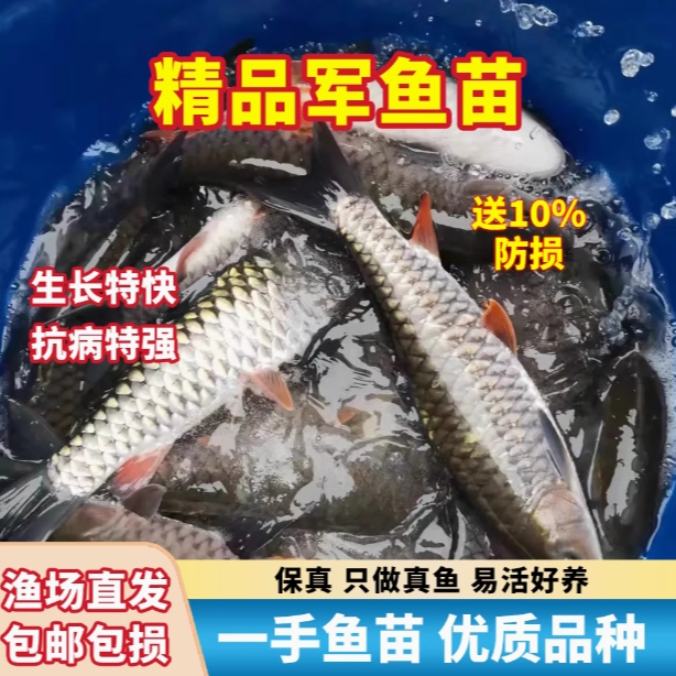 【正品保证】军鱼溪流鱼黄娟鱼淡水养殖可观赏包邮包活