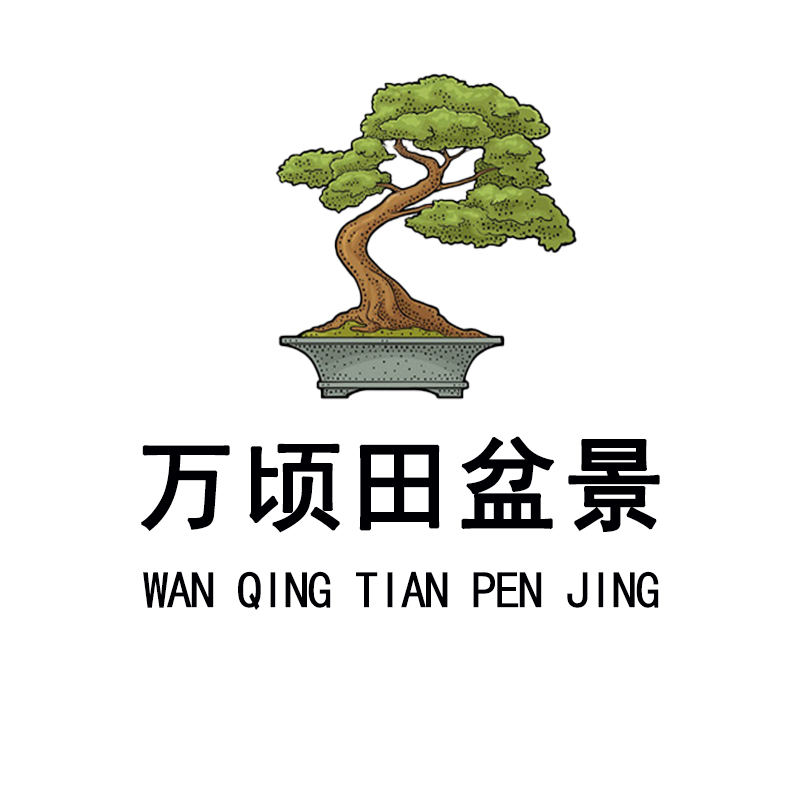 一物一拍，请勿盲拍，大龙盆景老桩罗汉松盆景四季常青室内室外