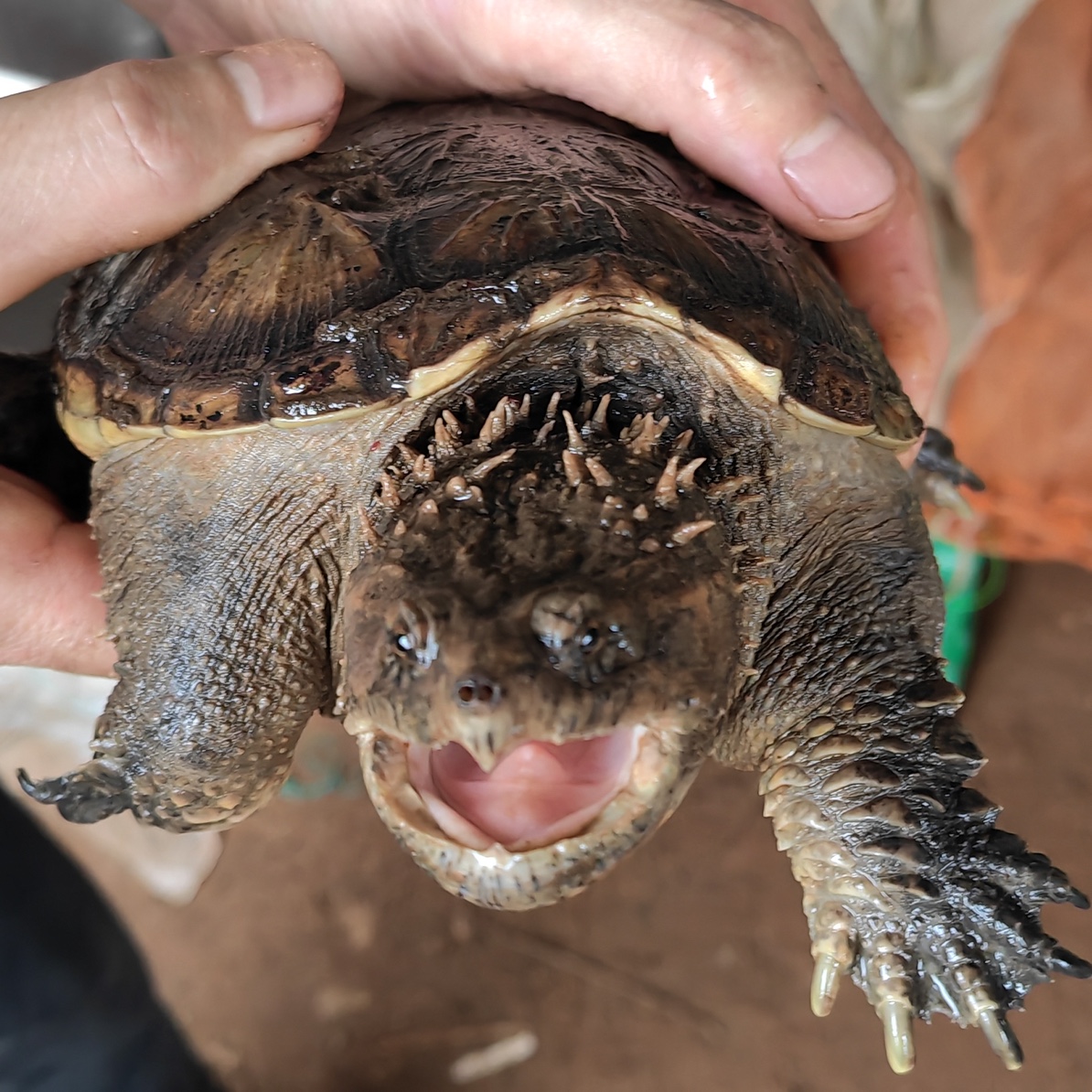 观赏小乌龟-龟龟活体