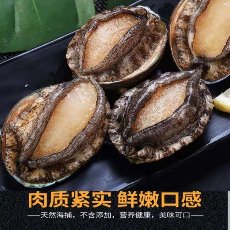 冰鲜  鲍鱼  12头规格鲍  18只  冷链新鲜活鲍鱼连云港发货海捕