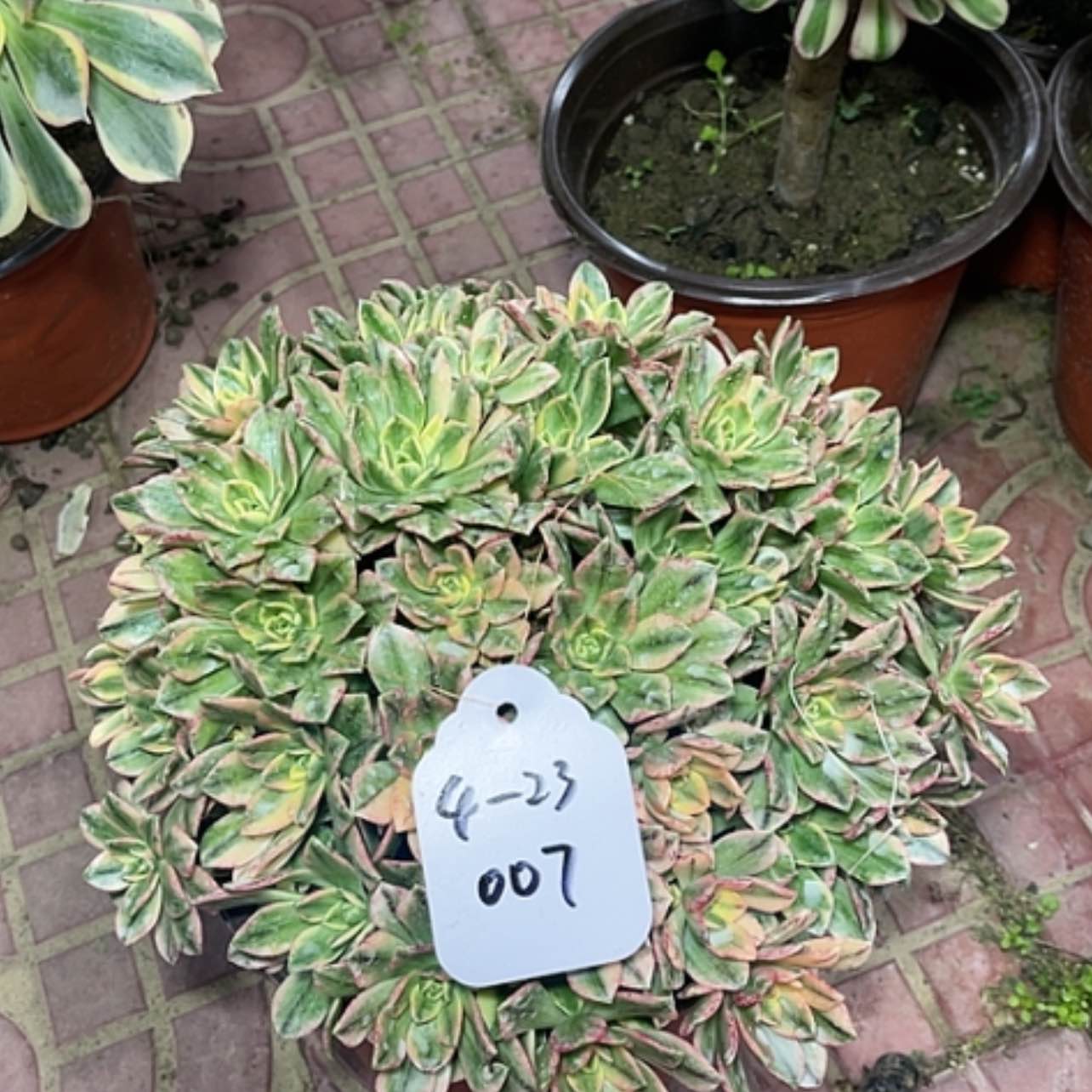 【闪购商品】多肉法师三姐甜茶