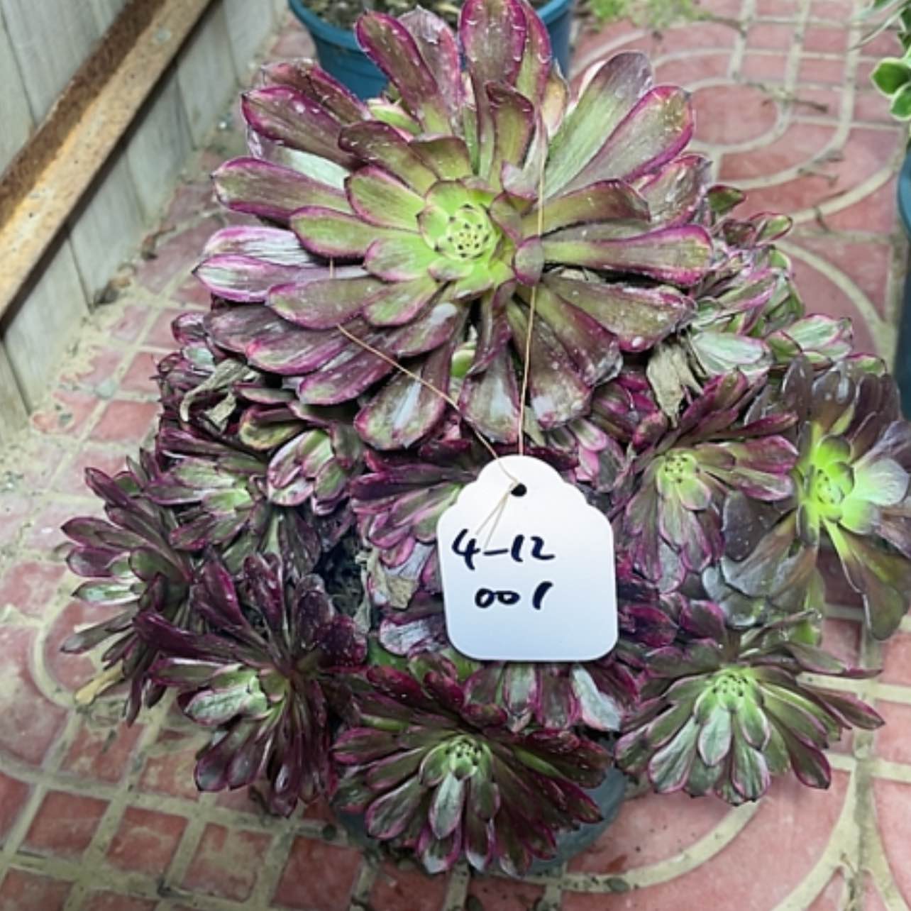 【闪购商品】紫霞仙子