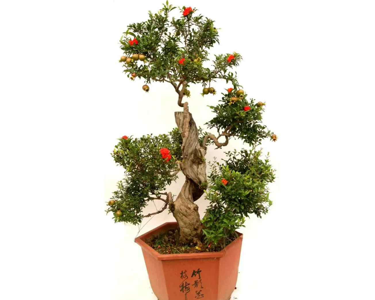 【2】石榴老桩 实木仿真树室内大型装饰树落地假树枯根树盆栽绿植