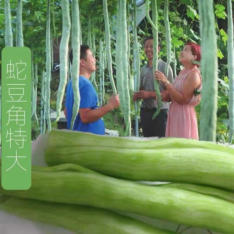 蛇瓜种籽蛇豆角种特大特长蛇豆四季春季春夏农家田园特色蔬菜种子