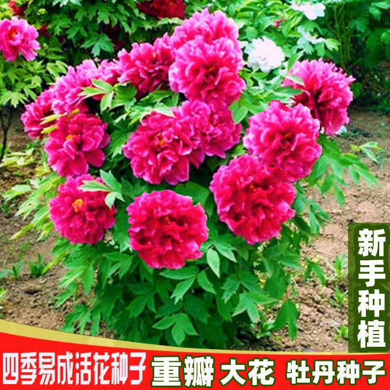 牡丹花种子洛阳芍药花富贵花种籽盆栽室内庭院多年生四季绿植花籽