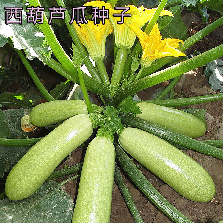【西葫芦瓜种子】高产早熟抗病蔬菜种子大全四季家庭阳台盆栽种籽