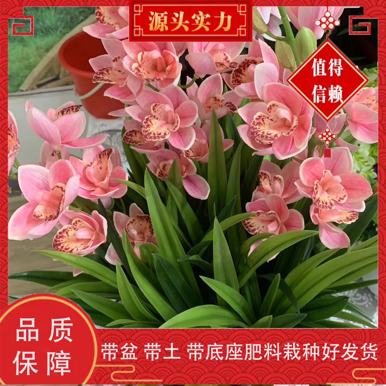 兰花  粉色佳人 带花剑+带盆+底座