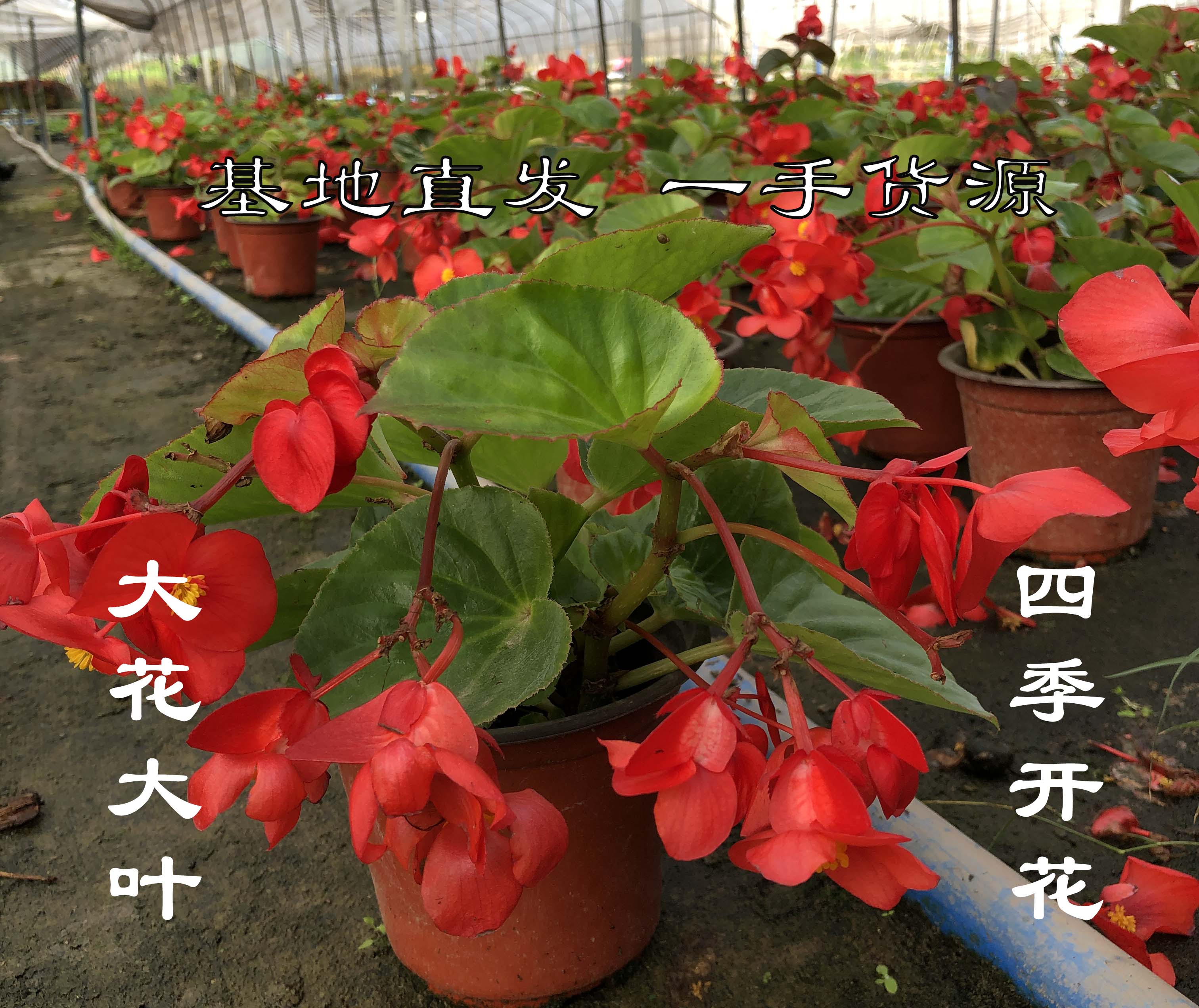 四季海棠比格海棠盆栽苗大花大叶秋海棠室内阳台庭院四季开花不断