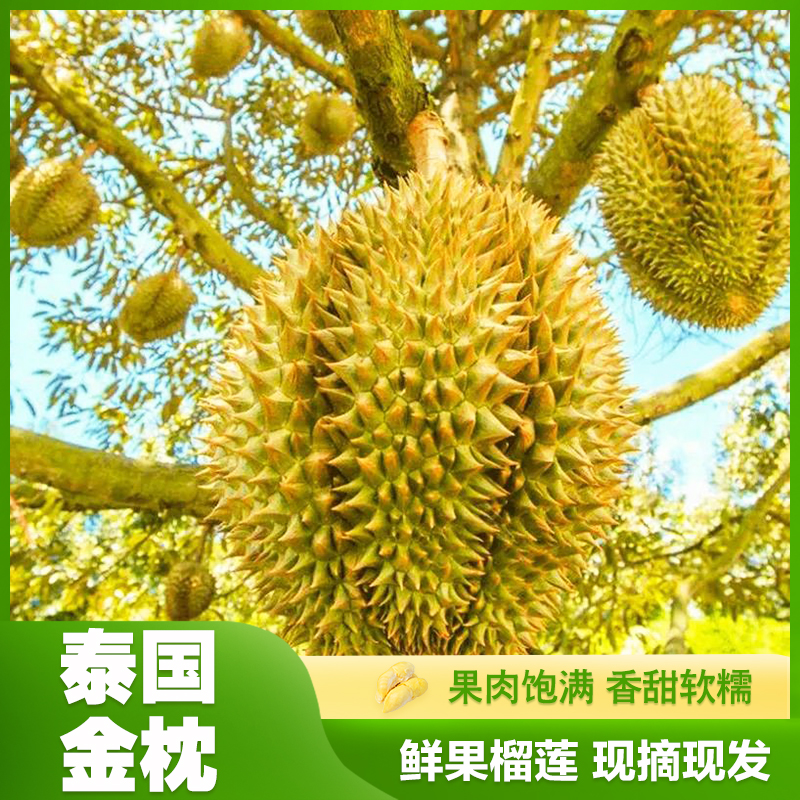 【任选A级大果】A-4 泰国金枕榴莲饱满 香甜软糯多肉皮薄【坏果包赔】
