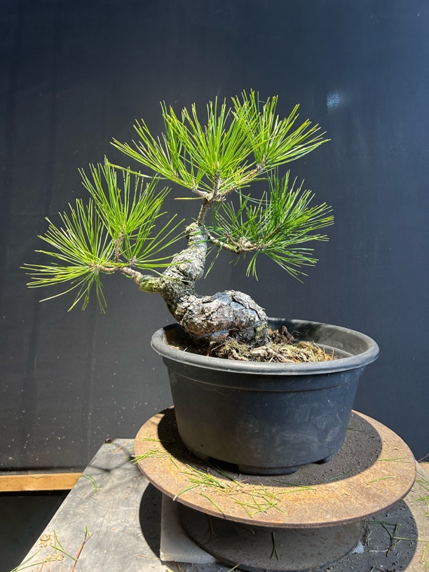 直播间一物一拍，黑松，黄山松，各种杂木！