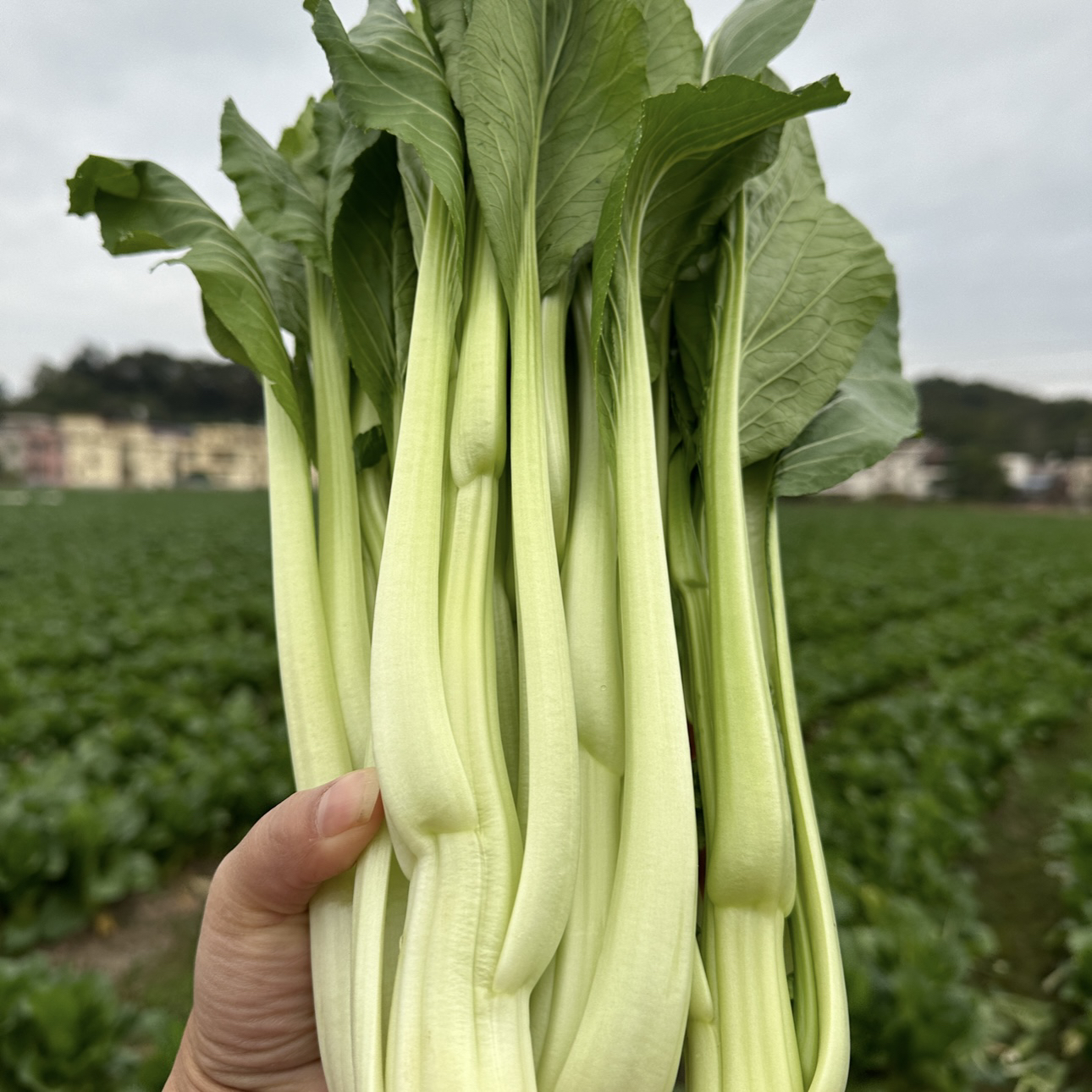 连州4号菜心顺丰包邮