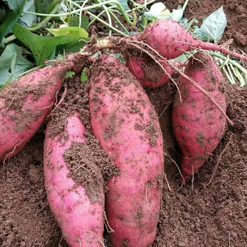 连州高山农家西瓜红番薯10斤/5斤