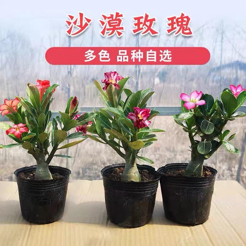 沙漠玫瑰两年两颗装观花多色四季开花专用室内绿植花卉盆栽原生