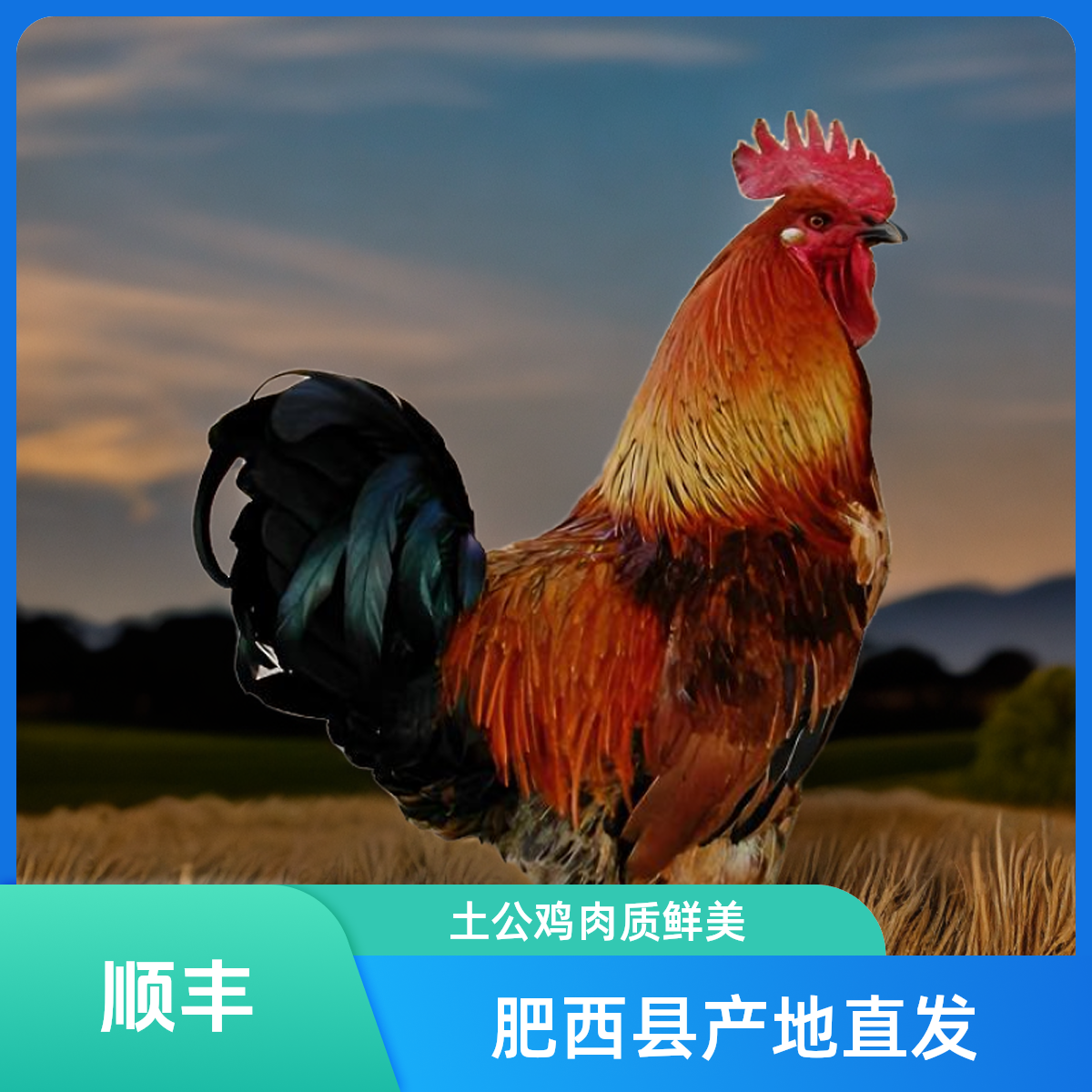 两只装【肥西燕姐农场】黑脚土公鸡净重6-7斤散养土鸡农家