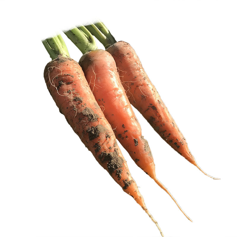 带泥 新鲜胡萝卜约250g/份
