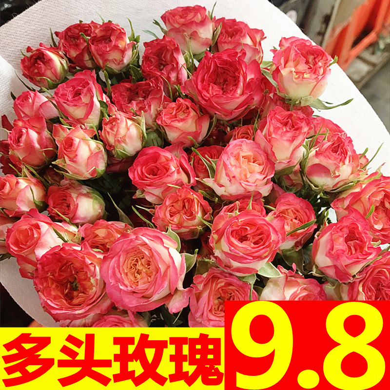 【小扬哥甄选】云南昆明基地直发斗南多头泡泡小玫瑰水养鲜花同城