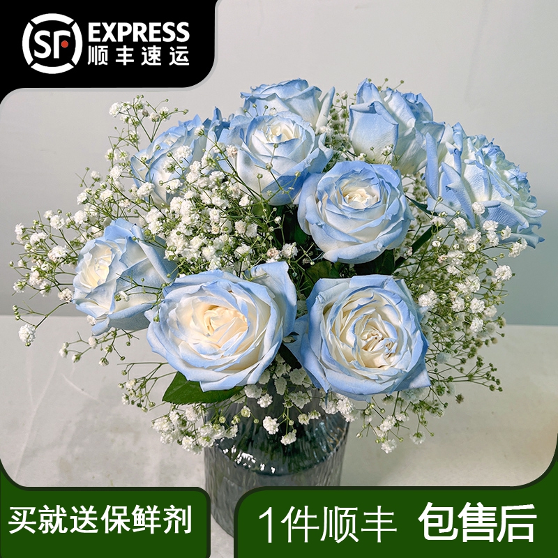 【小扬哥甄选】碎冰蓝玫瑰鲜花云南直发满天星混搭生日花束插花