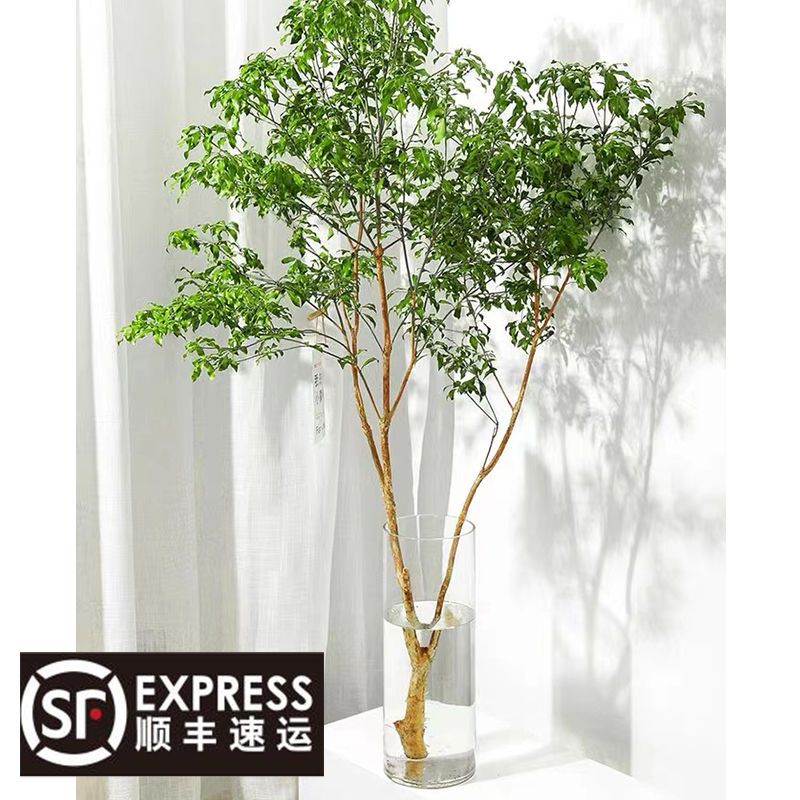 【小扬哥甄选】马醉木水培植物室内绿植鲜切枝条盆栽吊钟客厅水养