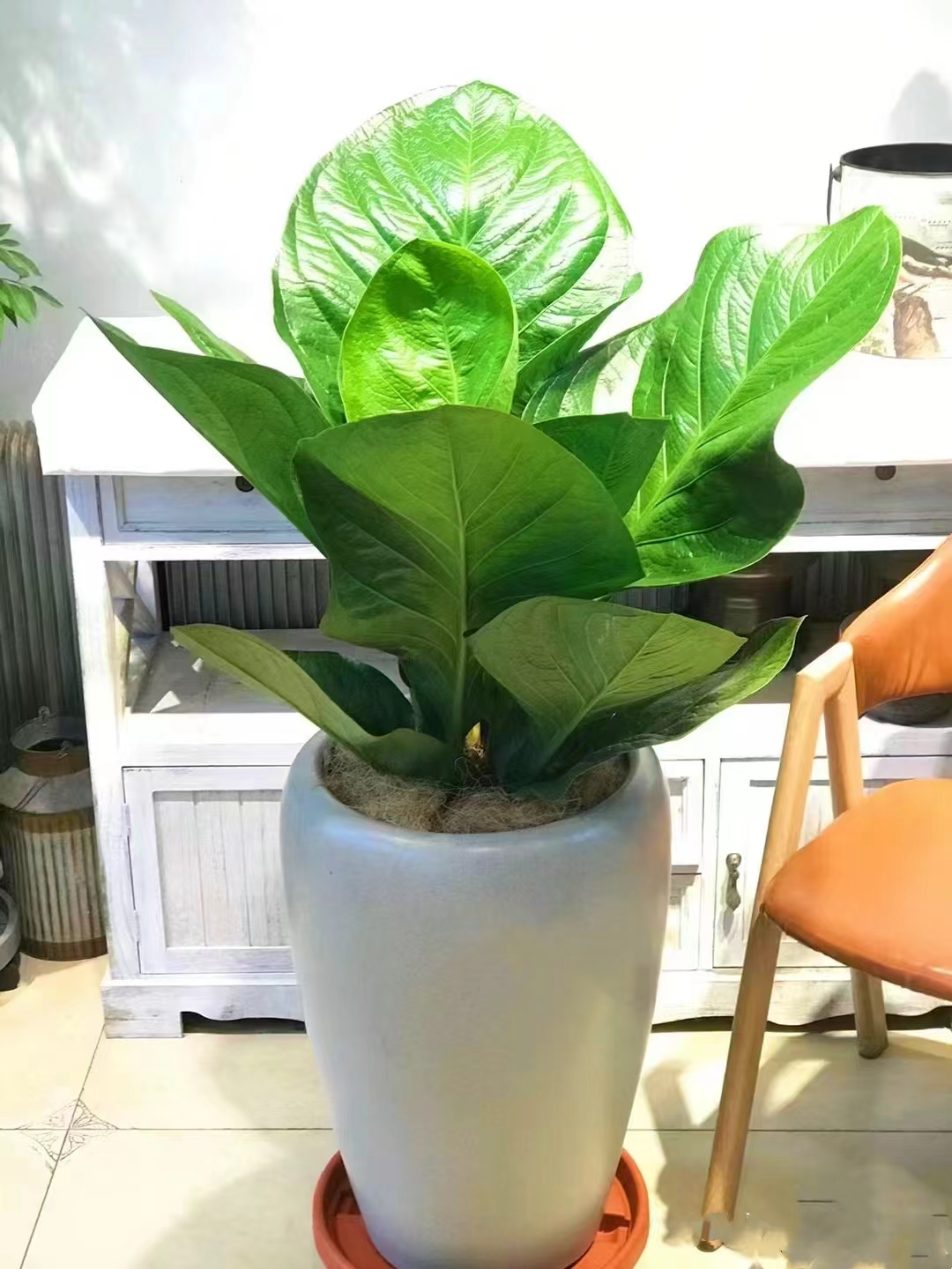 【直播一物一拍】聚宝盆绿植室内客厅办公室风水财运植物耐干旱懒人