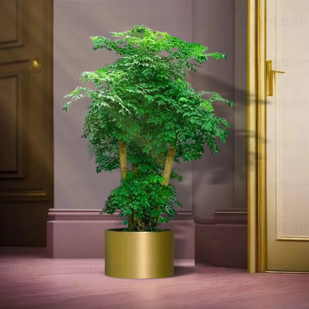 【直播一物一拍】幌伞枫老桩富贵树室内客厅酒店别墅高端绿植盆景