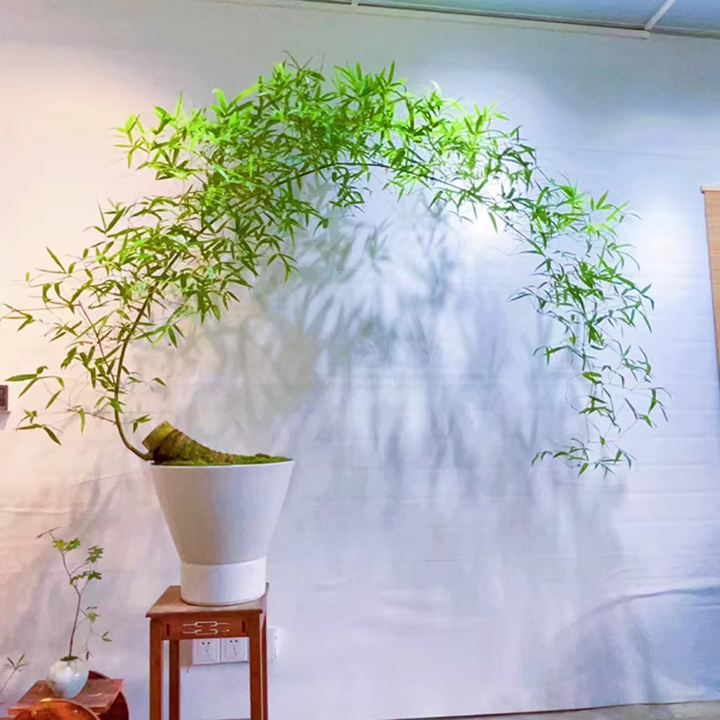 小叶簕竹室内茶室书房办公室玄关意境绿植盆景