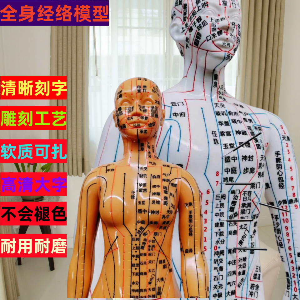 人体经络穴位模型全身针灸穴位图模型人十二经络男女全身清晰模型