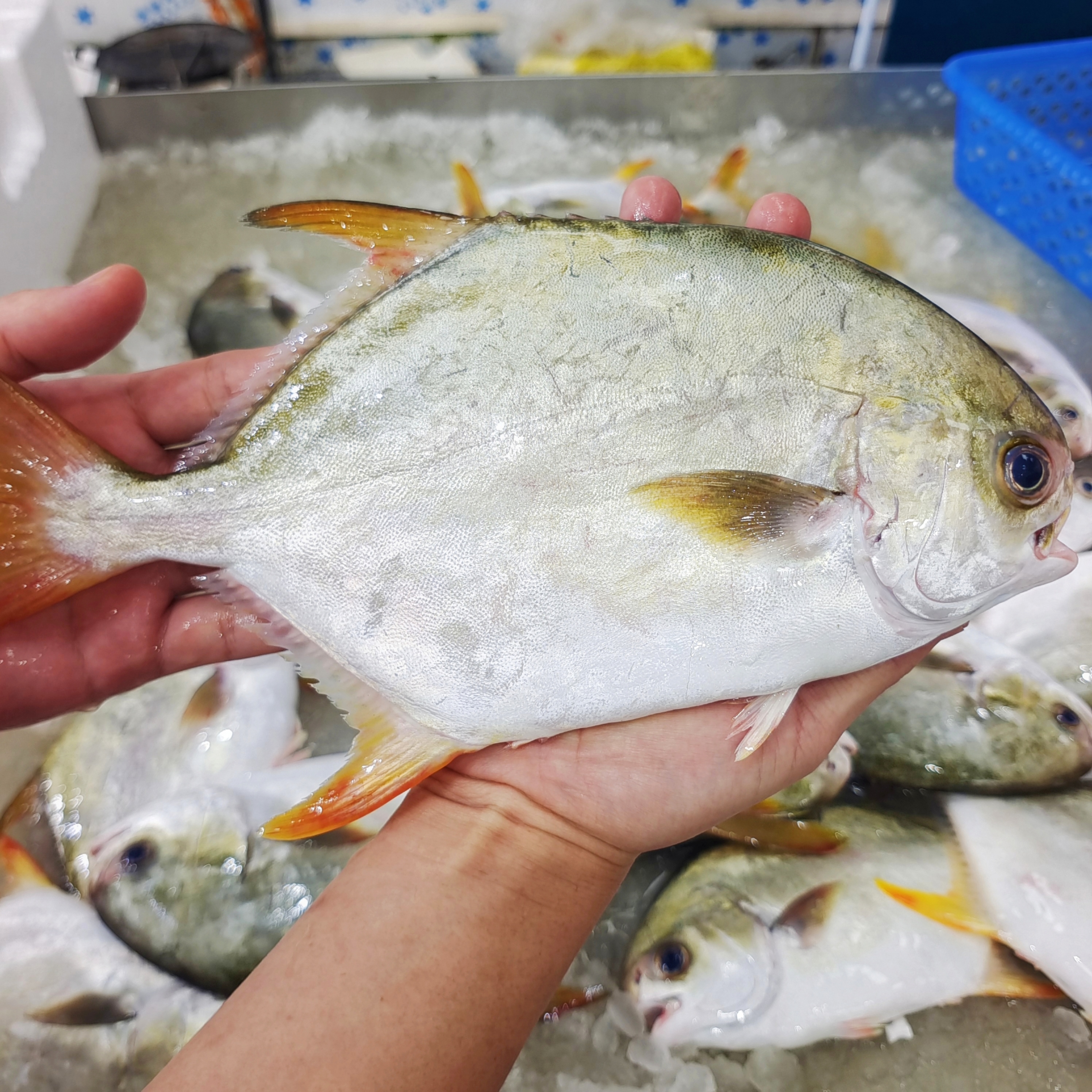 【马鲛仔海产】新鲜金鲳鱼 7条 300-350g/条 速冻顺丰包邮 博贺港