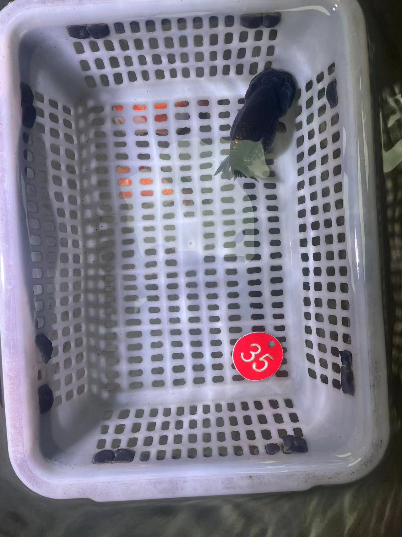 彪氏精品泰狮活体观赏金鱼包活好养活观赏鱼兰寿泰式直播间截图发