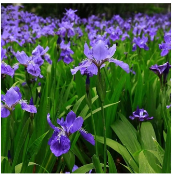 庭院地被植物蓝花鸢尾苗葱兰大花萱草黄花鸢尾多年生耐阴寒驱蚊虫