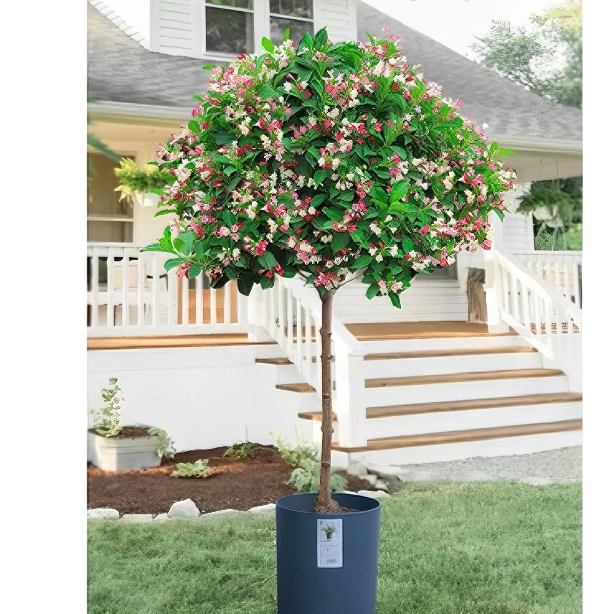 五彩锦带花树苗高杆锦带树苗别墅庭院耐寒大型风景盆栽红王子带土