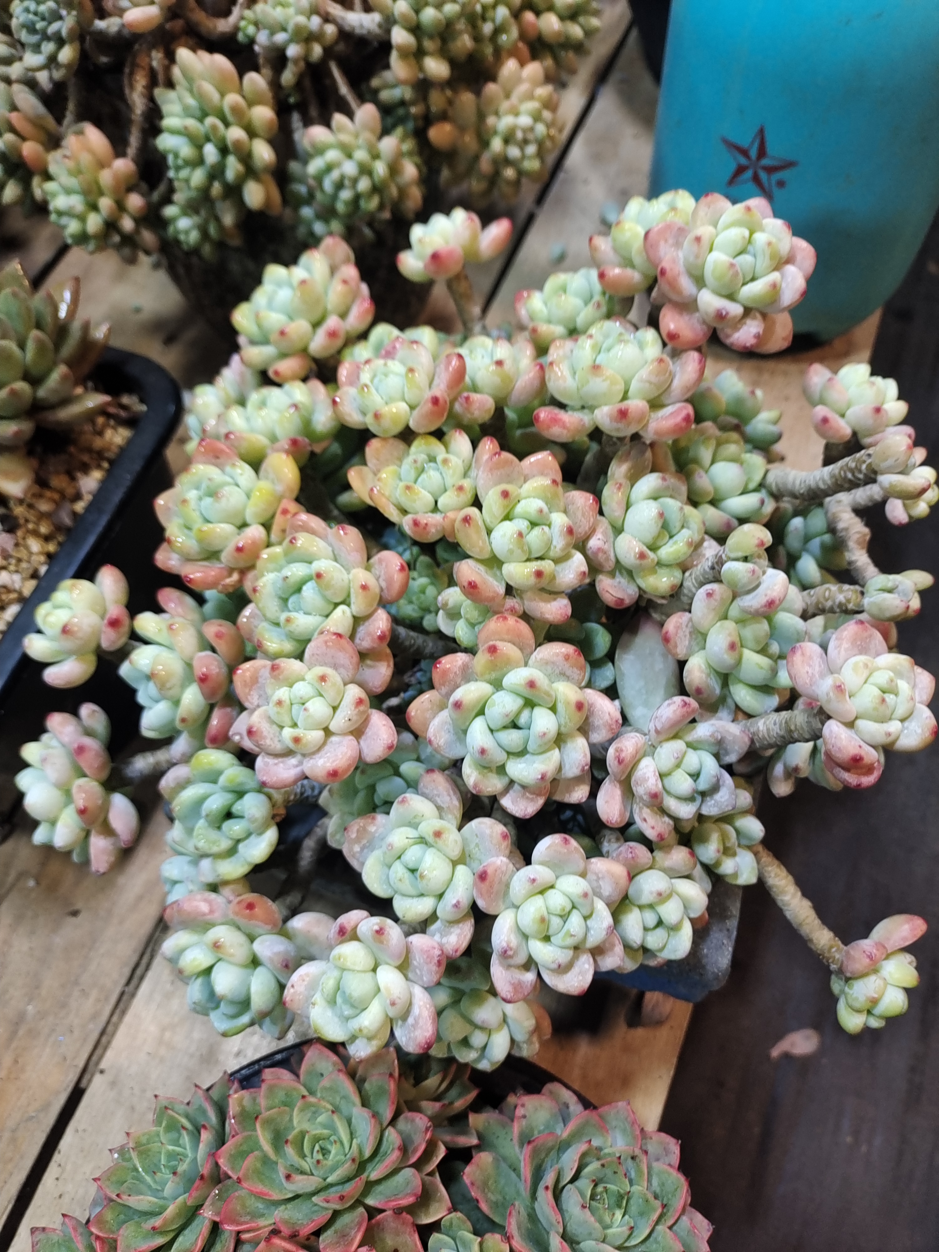 精品老桩多肉手捧多肉直播间选货连接