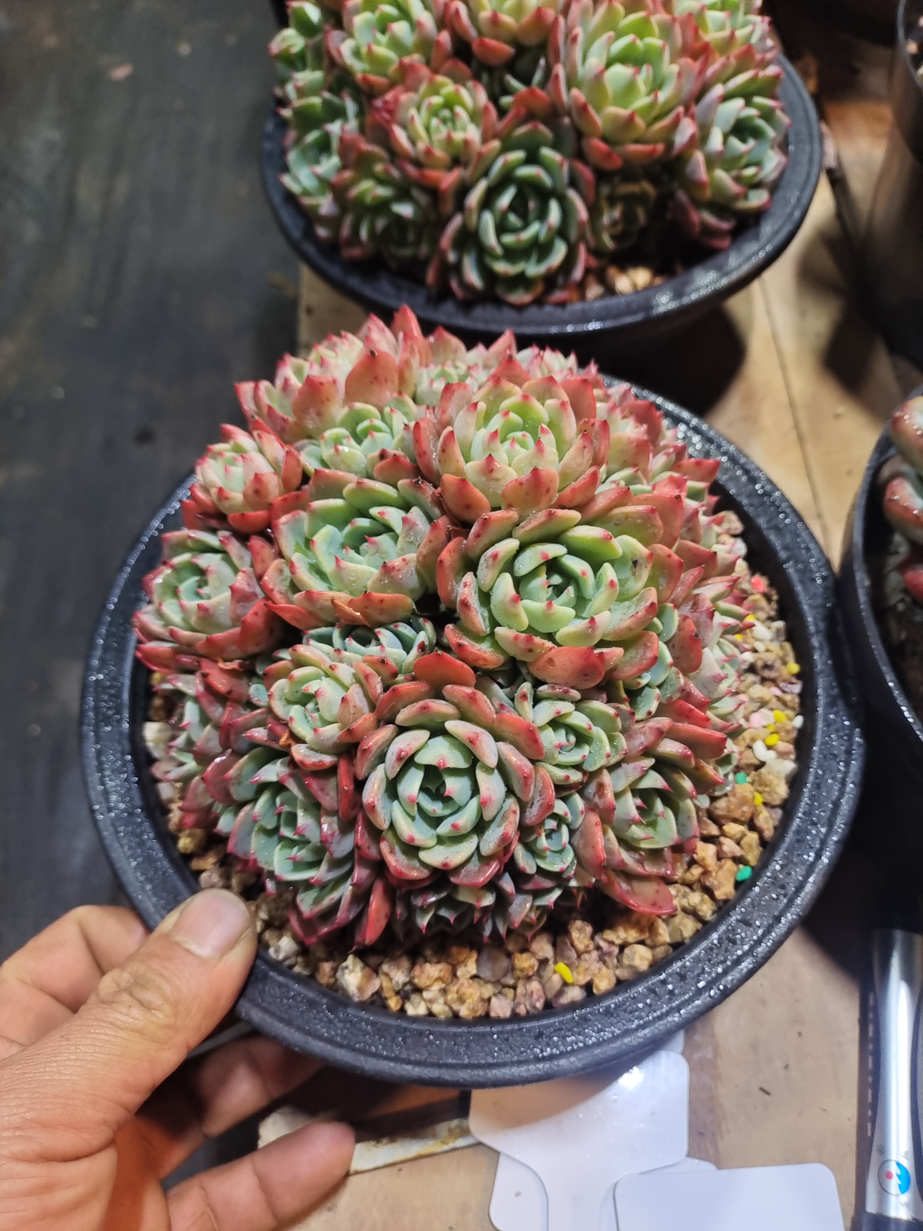 多年老桩多肉高颜值大手捧直播间链接