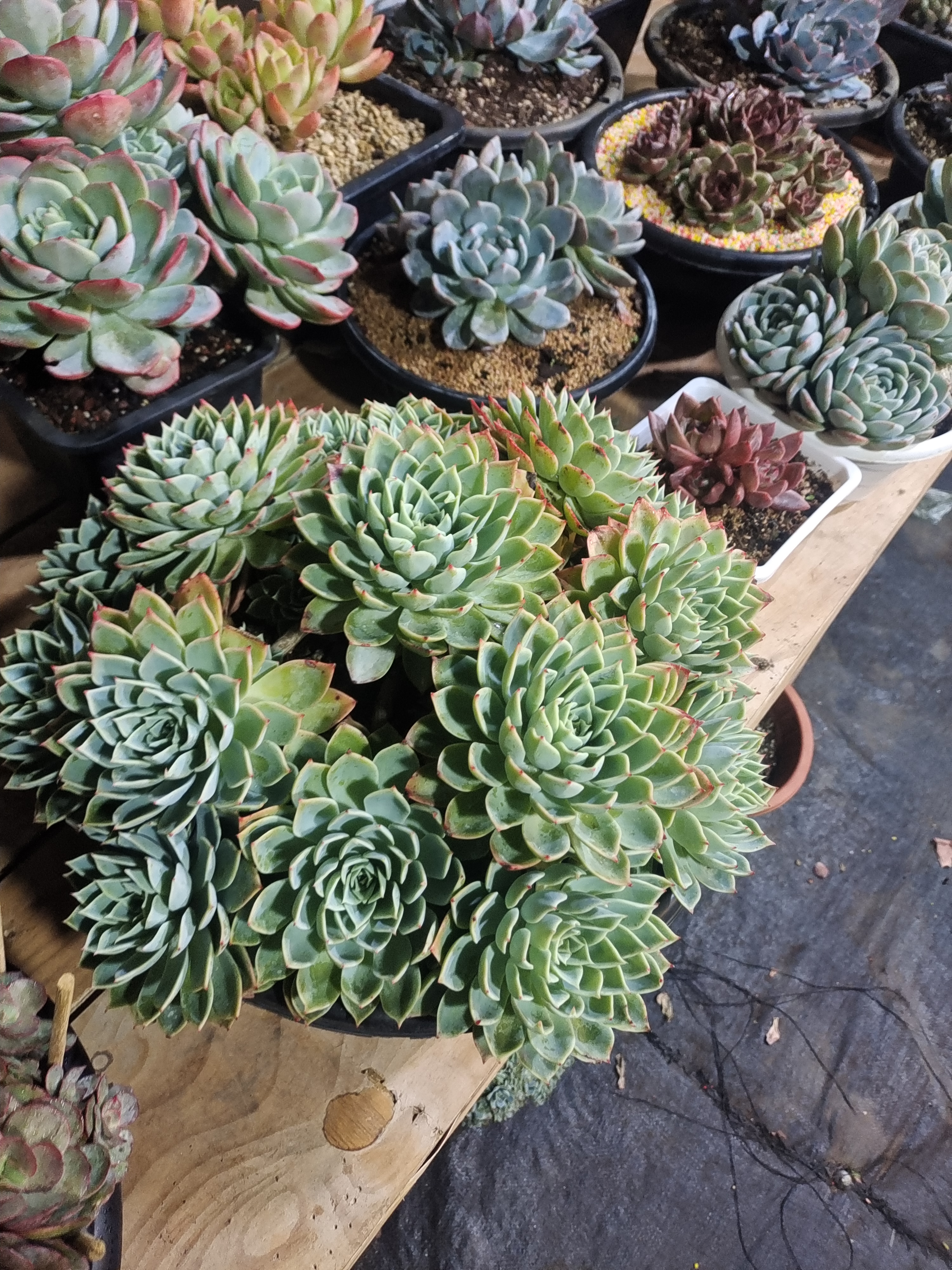 精品老桩多肉直播间选货连接