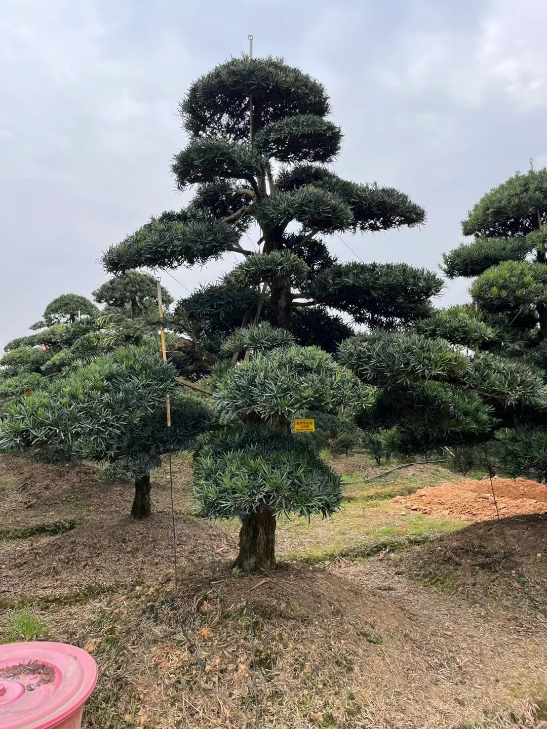 精品造型罗汉松迎客松地栽盆景四季常青一物一拍