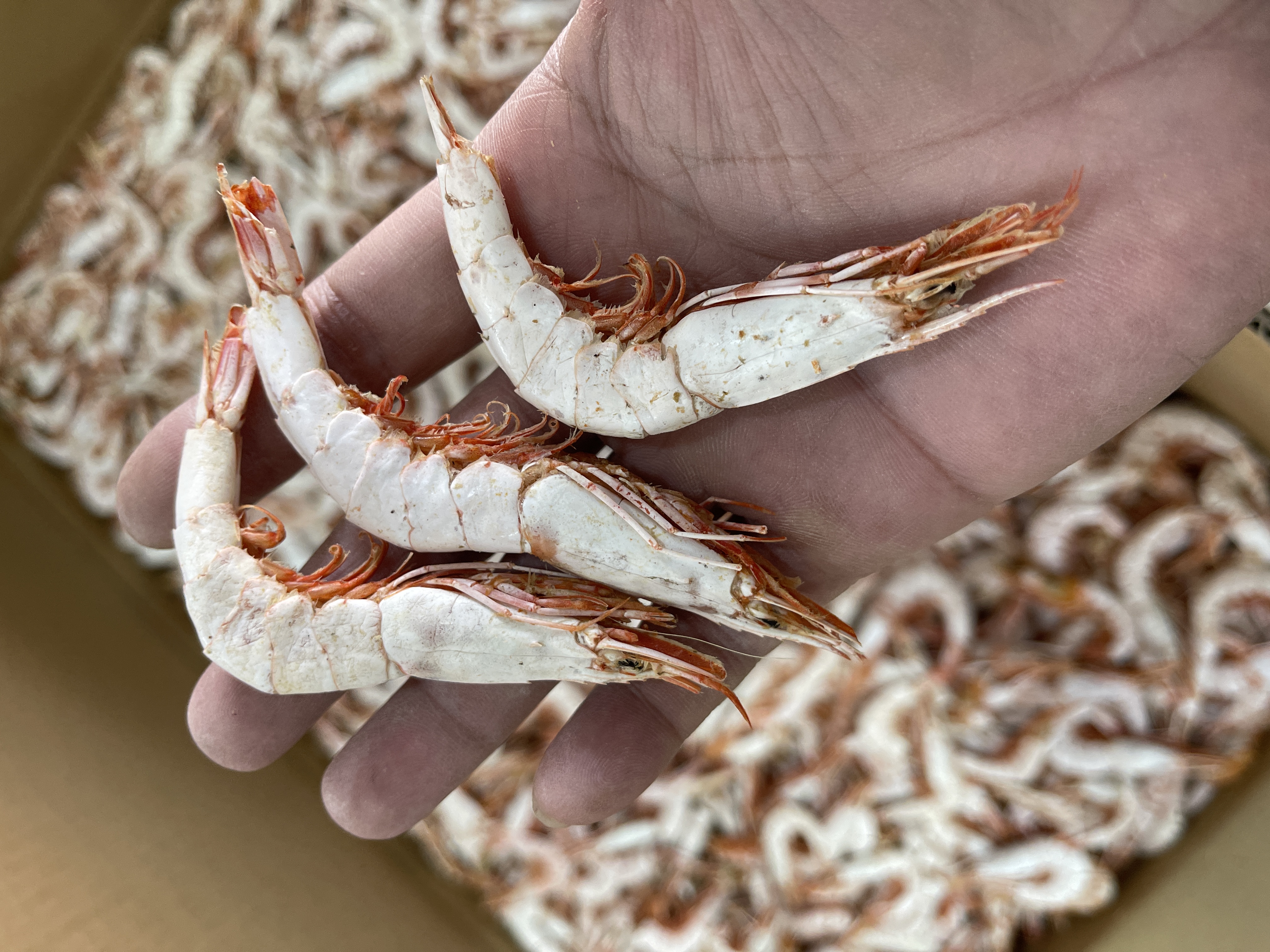  碣石尖虾干 广东南海碣石湾 本港尖虾干啤酒虾即食虾干 顺丰包邮