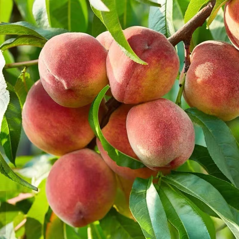 正宗冬桃云南大理冬桃蜜脆甜毛桃新鲜水果整箱包邮5斤9斤精品