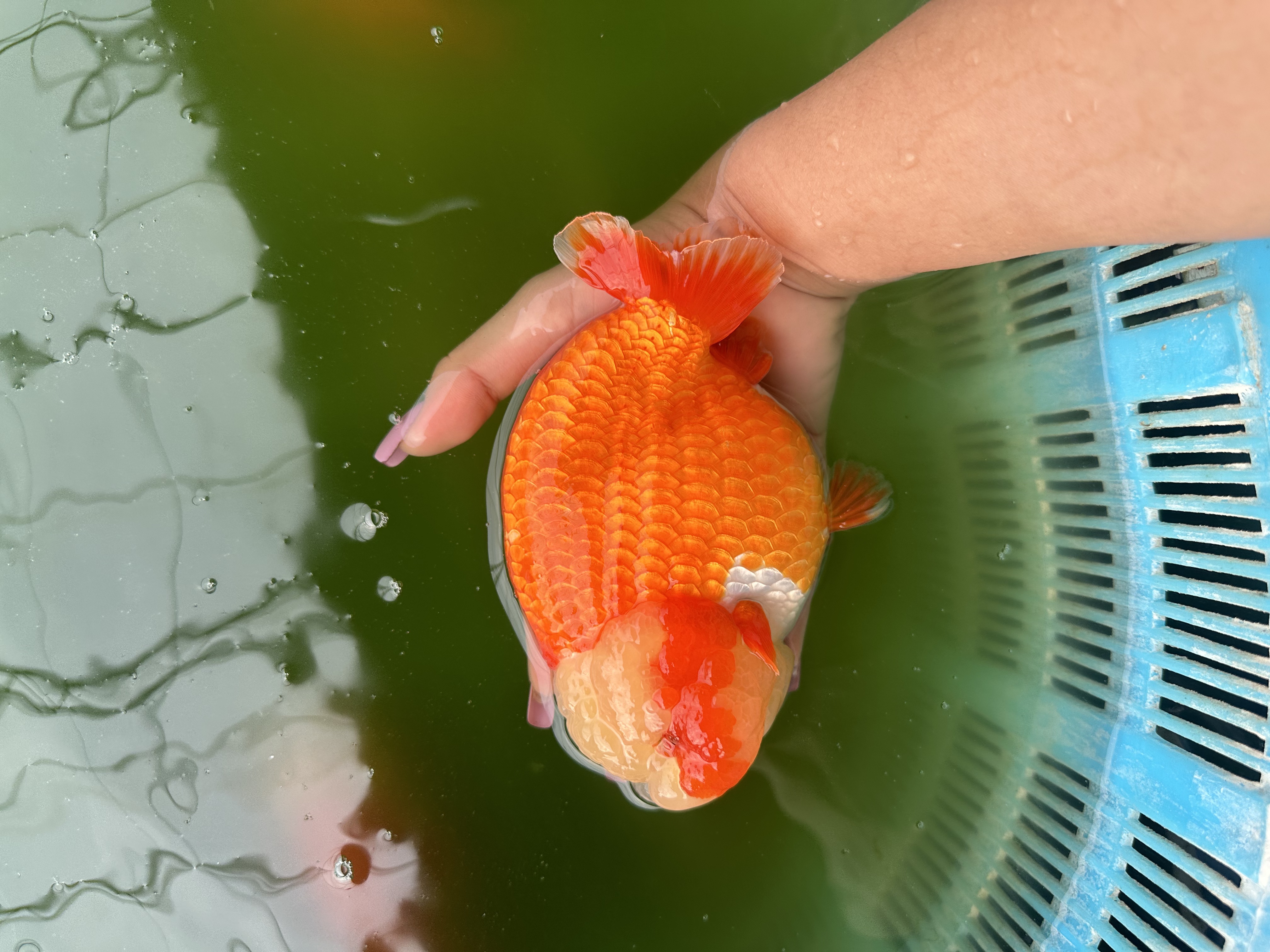 兰寿观赏鱼冷水鱼花色齐全超萌好物直播间马印灯效果